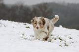 BERGER AUSTRALIEN PUPPIES 532